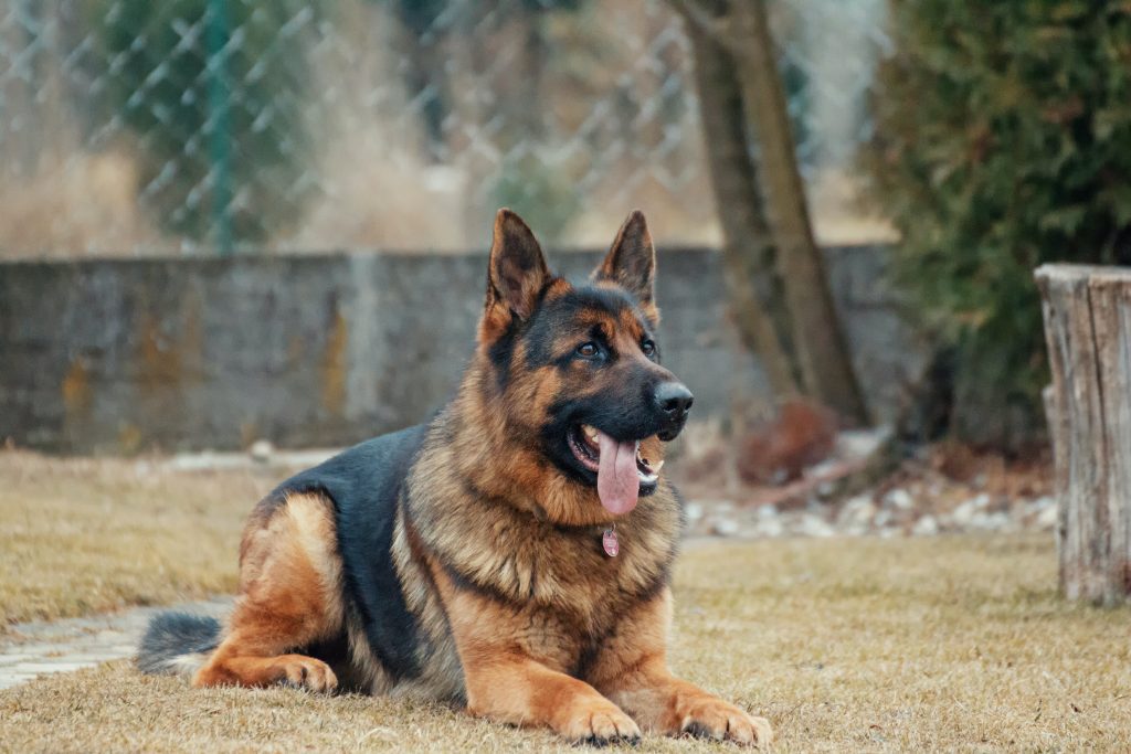 Steroid Dosage for Dogs Tips & Cautions to Dog Owners What Steroids